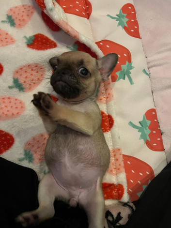 Puppies