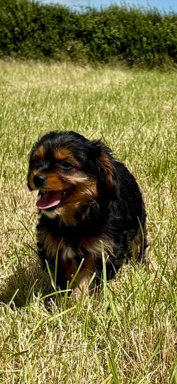 Cavalier x Biewer puppies