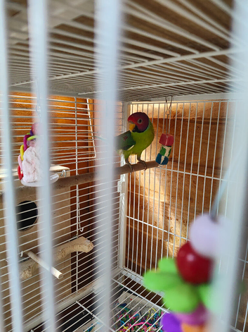 Proven breeding pr plum heads