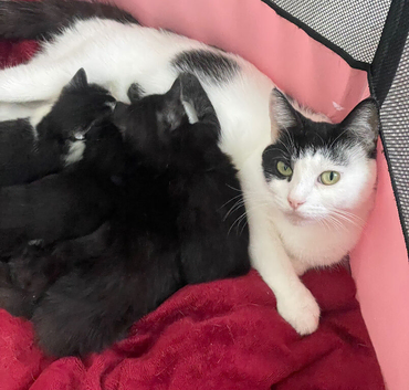 5 gorgeous kittens