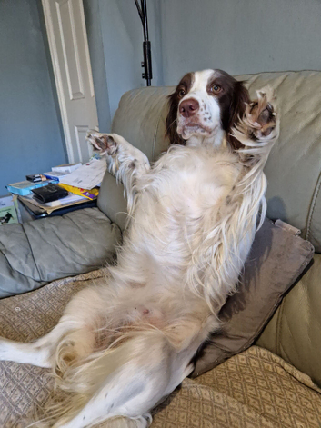 Springer spaniel
