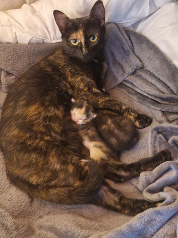 Calico Kittens