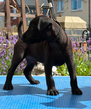 Patterdale terrier bread nutal
