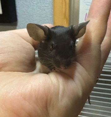 Friendly baby satin male for sale with full set up (reserved)