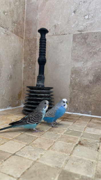 2 beautiful male budgies on sale!