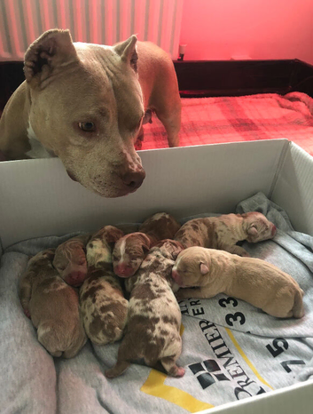 ABKC AMERICAN BULLY POCKET CLASS PUPPIES