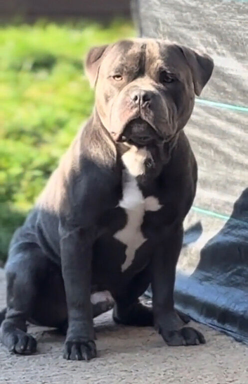 Staffordshire bull terrier