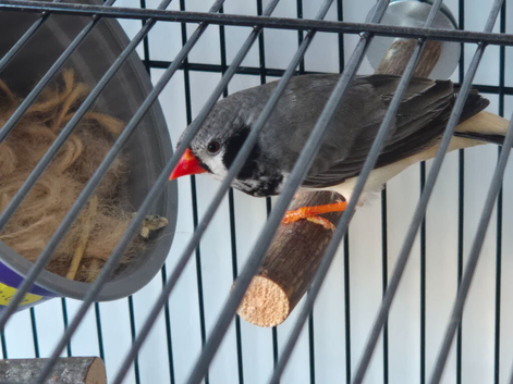 Pied male zebra finch