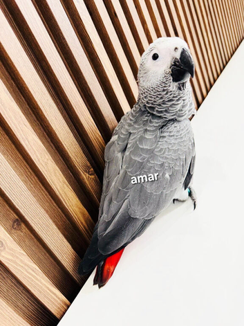 Baby African grey