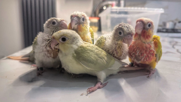 Baby Mooncheck and Suncheek conures 4-6 weeks