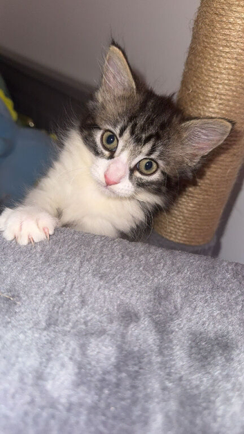 Kitten 10 weeks old