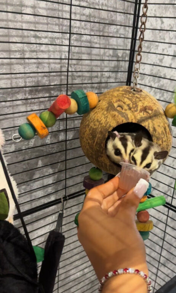 Sugar glider pair
