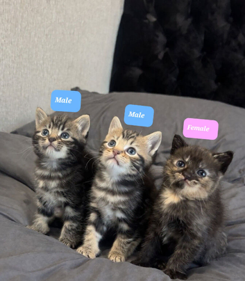maine coon x British shorthair