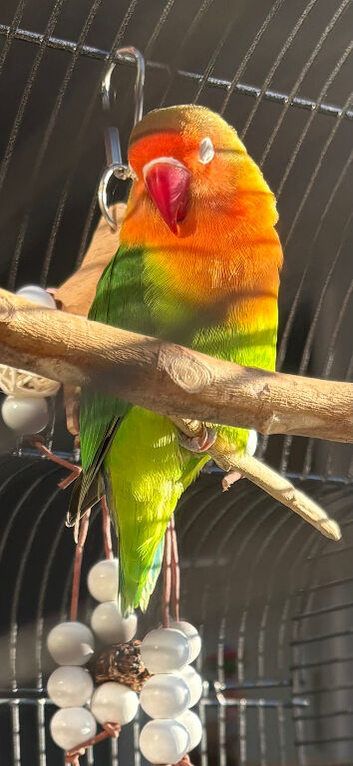 10 month old love bird