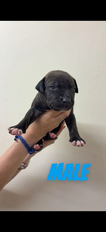 X2 brindle Staffy puppys (bitch & male)