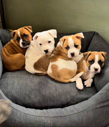 Beauty red and white Staffordshire bull terrier puppies