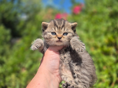 STUNNING TABBY BSH- MUM IMPORTED FROM FRANCE