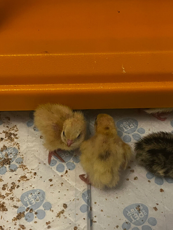 Week old chicks