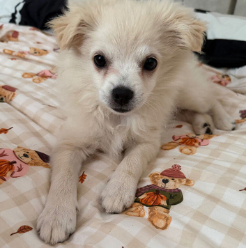 1 girl puppy