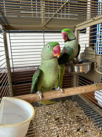 Proven Pair of Alexandrines