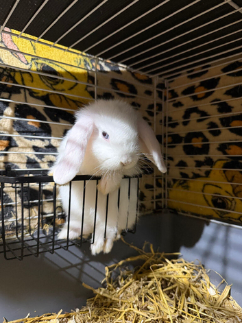 Minilop baby boy (last 1 left) ready now