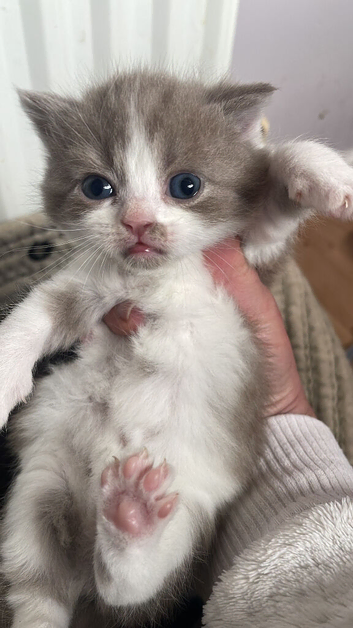 Amazing colour british short hair kittens