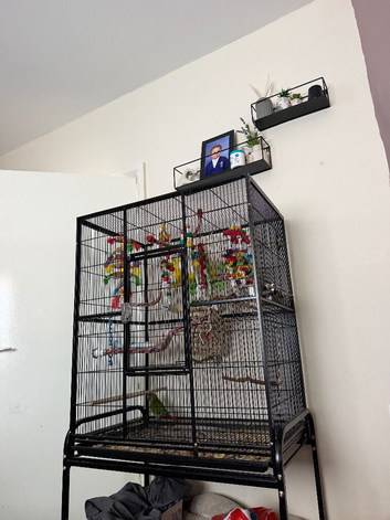 Green cheek conure