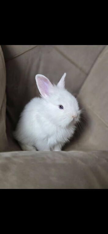 Looking for there forever home