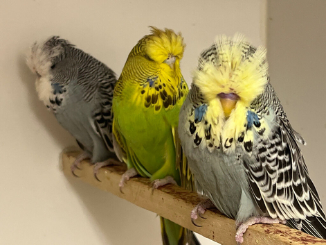 Budgies available