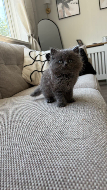 1 stunning ragdoll x ready to leave!