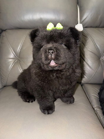 Black male chow chow