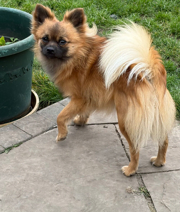 18 month old Pomchi male