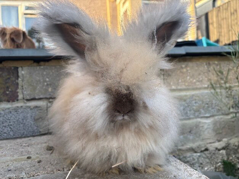 Angora Babies