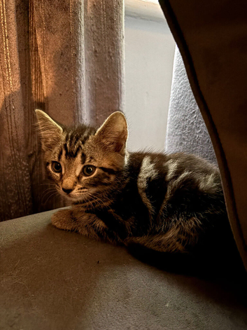 10 mixed breed kittens