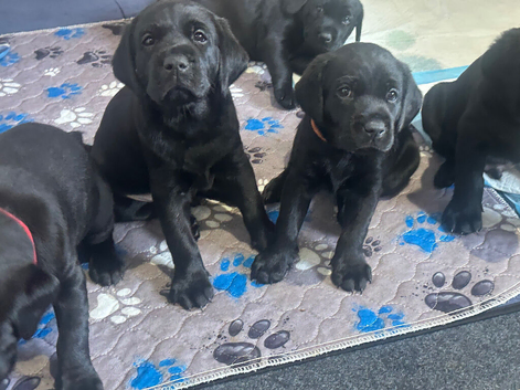 Chunky working black labrador puppies