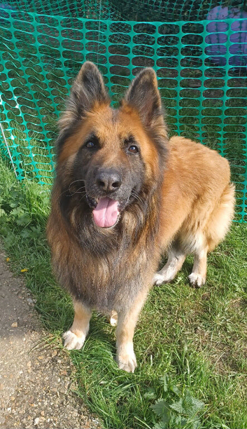 Aslan 7yr old male gsd