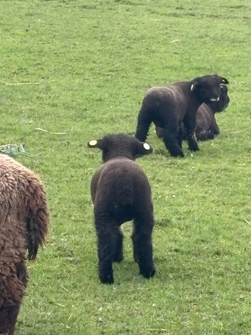 Ryeland  coloured lambs
