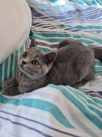 Beautiful British shorthair female kitten