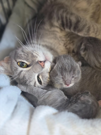 4 kittens for sale