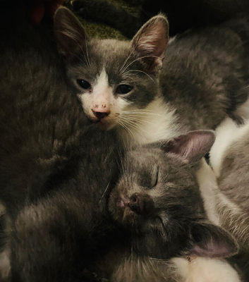 Beautiful grey and white female kittens