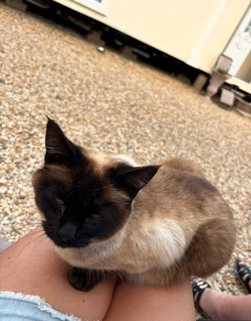 Siamese female