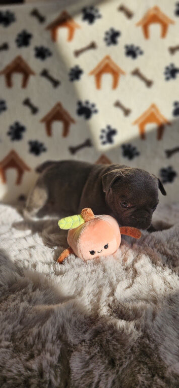 The Perfect Companion Awaits Meet Our Frenchie Puppies