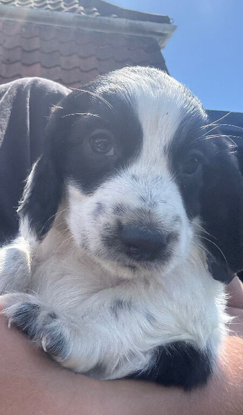 beautiful working cocker spaniel puppy&rsquo;s