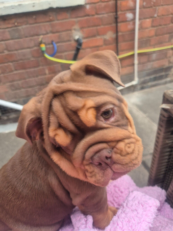 British bull dog