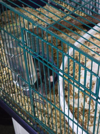 2 female rats