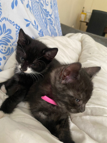 Five male kittens