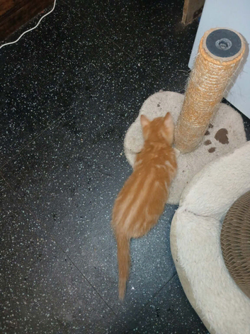 It's 4 beautiful kittens ready for A. Rehoming, on the 20th of this month.