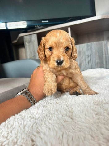Cockapoo puppies looking for loving home