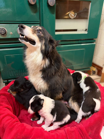 Sheep dog puppies for sale