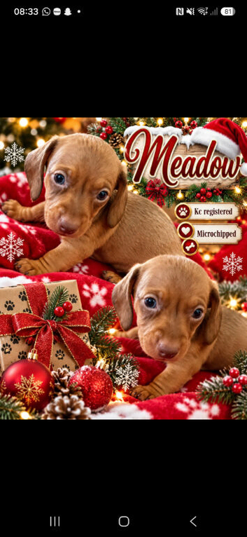Miniature dachshund female